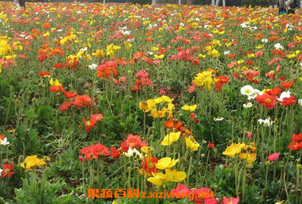 �����˵���ֳ������ʱ�� �����˵���ֳע������