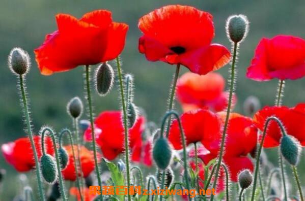 �����˵���ֳ������ʱ�� �����˵���ֳע������