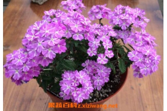 ��Ůӣ��ô��ֳ ��Ůӣ����ֳ������ע������
