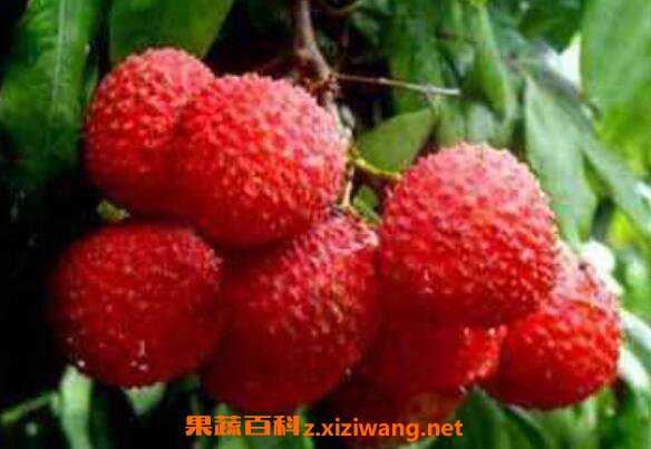 ��֦��ô���� ��֦���ʵķ�������