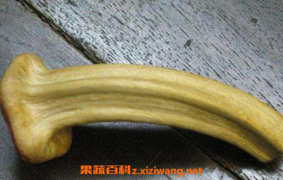 �ϹϵٵĹ�Ч������ �Ϲϵ�ʲô�˲�����