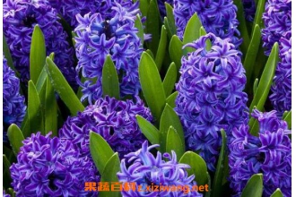 ��������ô��ֳ �����ӵ���ֳ������ע������