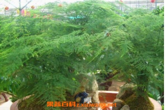 ������ô��ֳ �������ֳ������ע������