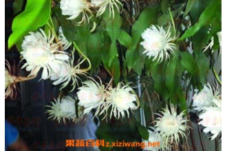 꼻���ô��ֳ 꼻�����ֳ������ע������