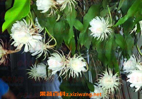 꼻���ô��ֳ 꼻�����ֳ������ע������