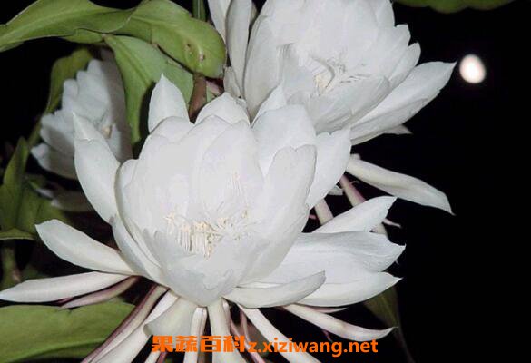 꼻���ô��ֳ 꼻�����ֳ������ע������