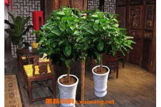 ƽ������ô��ֳ ƽ��������ֳ������ע������