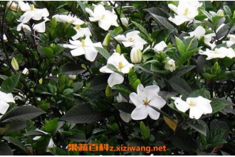 ���ӻ���ô��ֳ ���ӻ�����ֳ������ע������