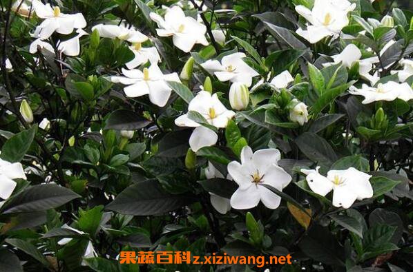 ���ӻ���ô��ֳ ���ӻ�����ֳ������ע������