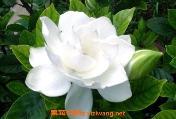���ӻ���ô��ֳ ���ӻ�����ֳ������ע������