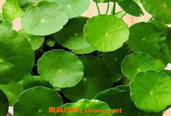 ��Ǯ����ô��ֳ ��Ǯ�ݵ���ֳ������ע������