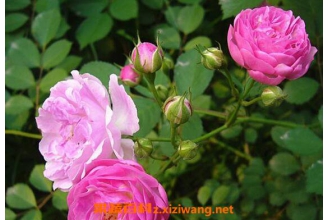 Ǿޱ��ô�� Ǿޱ����ֳ������ע������