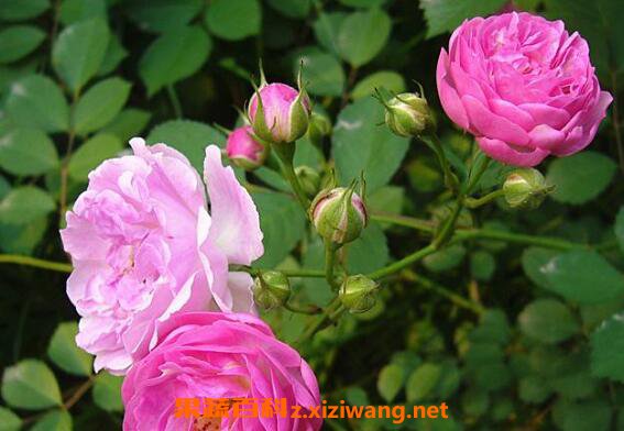 Ǿޱ��ô�� Ǿޱ����ֳ������ע������