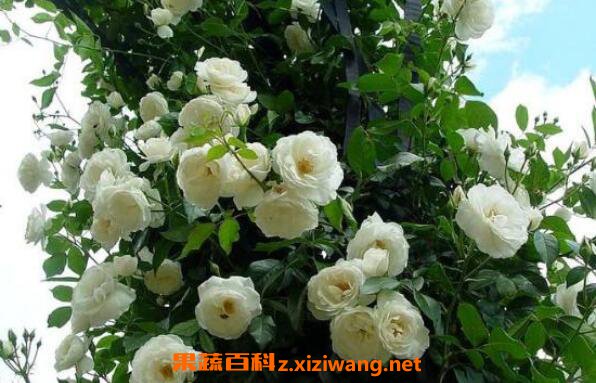 Ǿޱ��ô�� Ǿޱ����ֳ������ע������