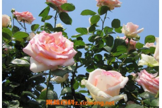 �¼���ô�� �¼�����ֳ������ע������