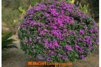 ����÷��ô�� ��ֳ����÷��ע������