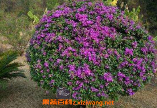 ����÷��ô�� ��ֳ����÷��ע������
