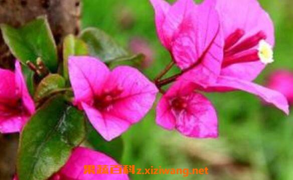 ����÷��ô�� ��ֳ����÷��ע������