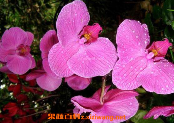 ��������ô�� ��ֳ��������ע������