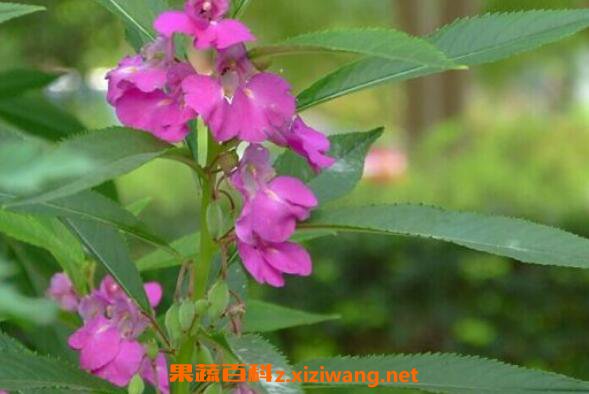 ���ɻ���ô�� ���ɻ�����ֳ������ע������