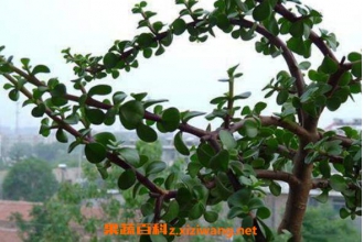 ��֦��Ҷ��ô�� ��֦��Ҷ����ֳ������ע������