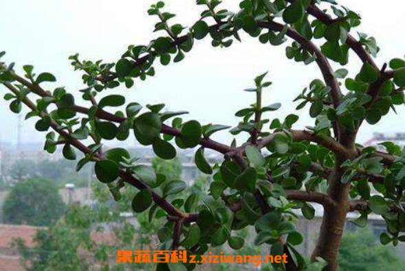 ��֦��Ҷ��ô�� ��֦��Ҷ����ֳ������ע������