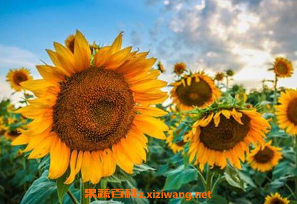 ̫����ͼƬ ̫��������ֳ������ע������