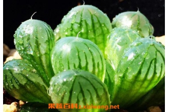��¶��ô�� ��¶����ֳ������ע������