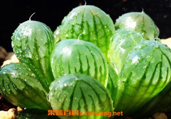  ��¶��ô�� ��¶����ֳ������ע������
