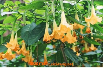 ������ͼƬ �����޵���ֳ������ע������