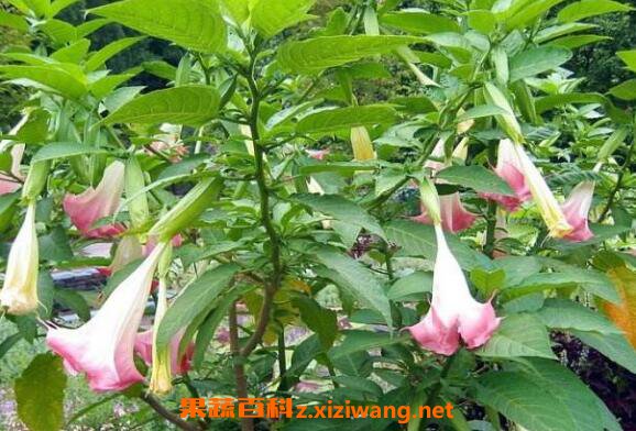������ͼƬ �����޵���ֳ������ע������