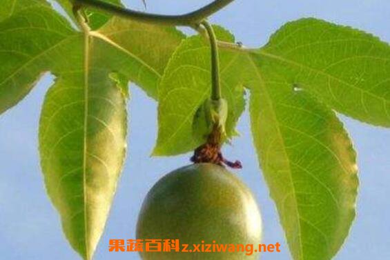 �����Ҷ�ӵĹ�Ч������