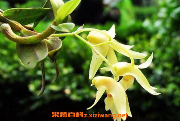 ��ɽʯ�����Ĺ�Ч������ ��ɽʯ������ʳ�÷���