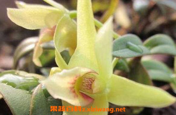 ��ɽʯ�����Ĺ�Ч������ ��ɽʯ������ʳ�÷���