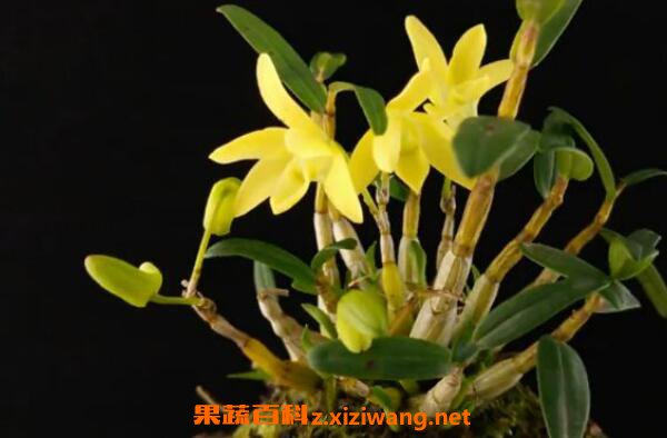 ʯ����ô����� ʲô�˲��ʺϳ�ʯ��