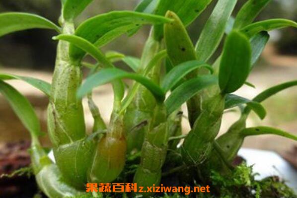 ʯ����ô����� ʲô�˲��ʺϳ�ʯ��