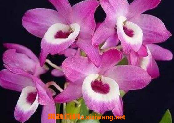 ʯ��������ֳ���� ʯ��������ֲ����