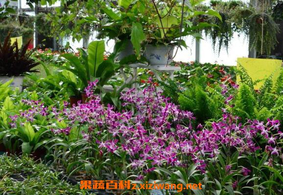 ʯ��������ֳ���� ʯ��������ֲ����