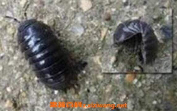�󸾳�Ĺ�Ч�����ü�ҩ�ü�ֵ
