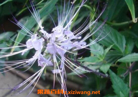 è��ݵ�Ӫ����ֵ�빦Ч����