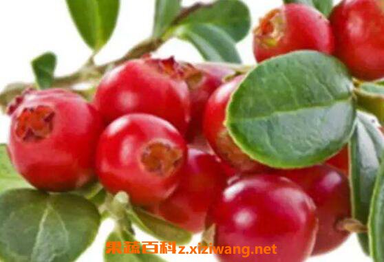 Խ�ٹ��Ĺ�Ч������