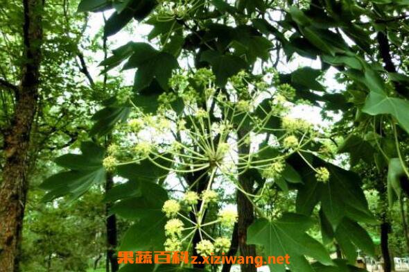 ��������Ĺ�Ч�����ü�ҩ�ü�ֵ