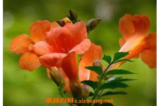 ������Ϊʲô�ж�̥�� ��������ʹ�ý���