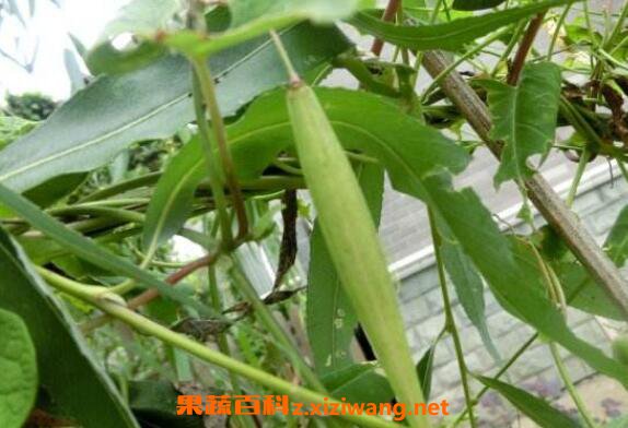 ��ɽ���Ĺ�Ч�����ü�ҩ�ü�ֵ