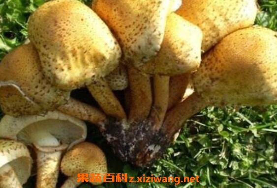 �ۻ����Ĺ�Ч������