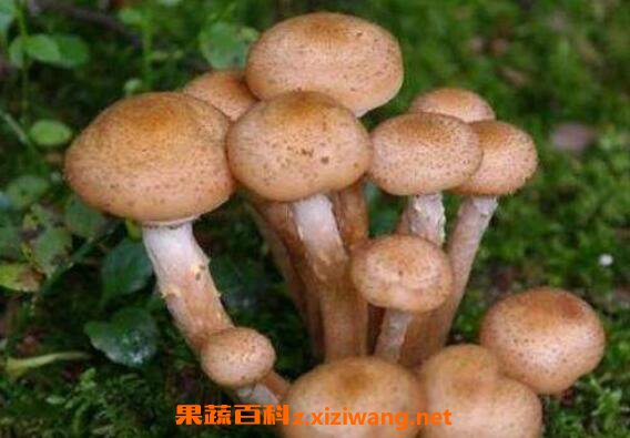 �ۻ����Ĺ�Ч������