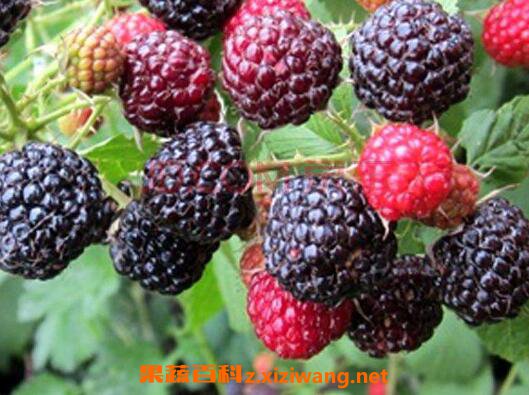 ����ݮ�Ĺ�Ч������