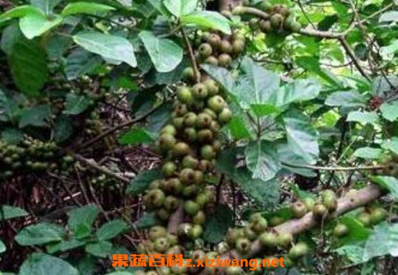 ��ָë��ʲô�˲��ܳ� ��ָë�ҵĽ�����Ⱥ