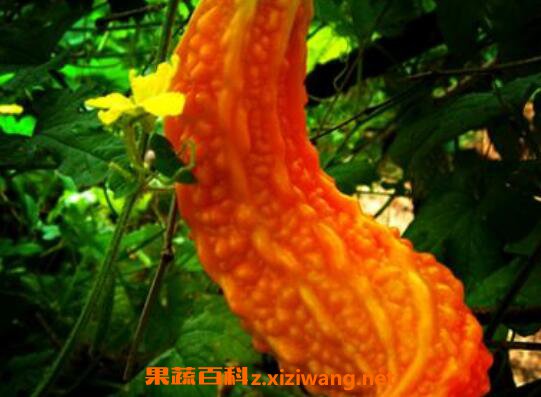 ���ϵ�Ӫ����ֵ ���ϵ�ҩ�ü�ֵ