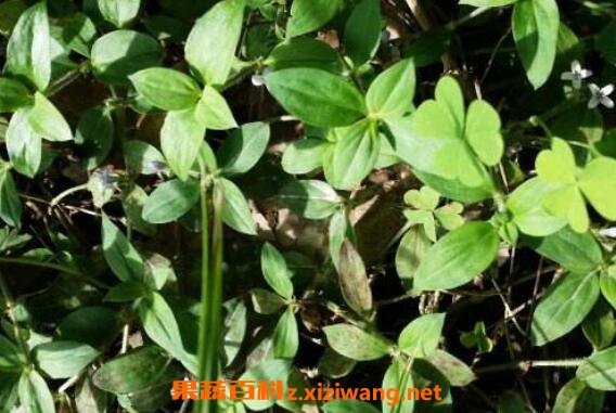 ��·���Ĺ�Ч������ ��·���ݵ�ͼƬ